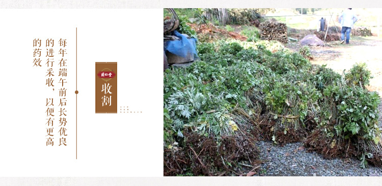 Dried Mugwort Leaf Ai Ye 250g Bag Qichun Wormwood for Moxa and Herbal Use preparation