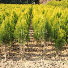 ͥԺeG粻~ͺGֲGľļ