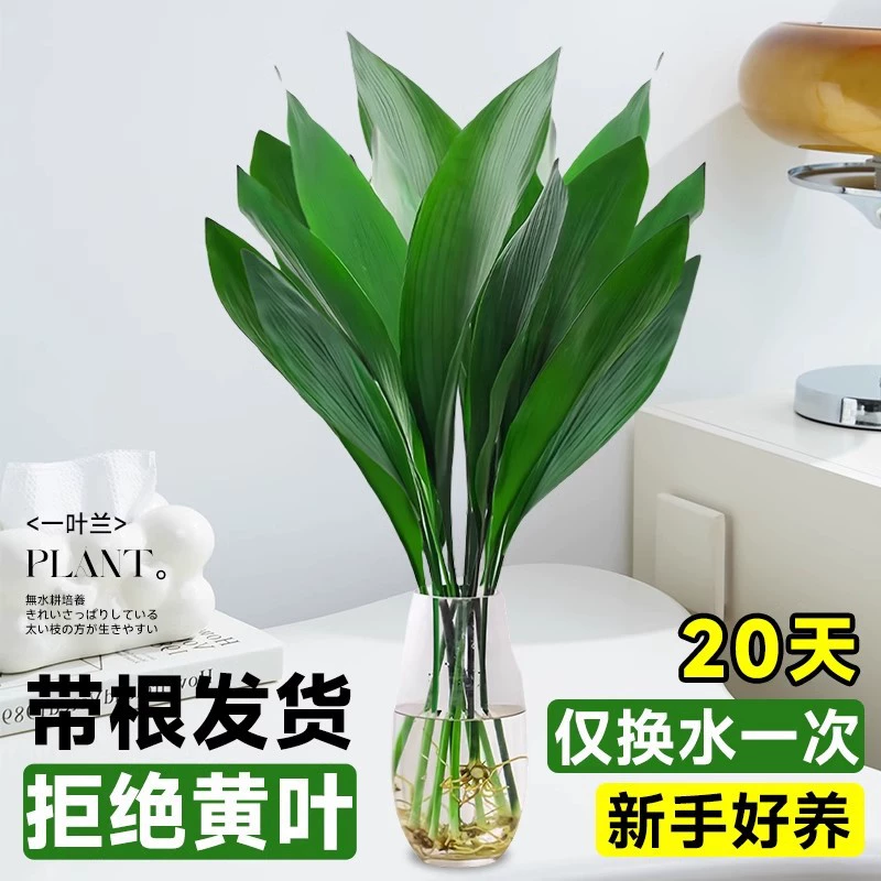 Гидропонное растение монстеры для балкона гостиной, простое в уходе, приносит богатство и процветание, горшечное растение из бамбуковой водной культуры для зелени в офисе в помещении.