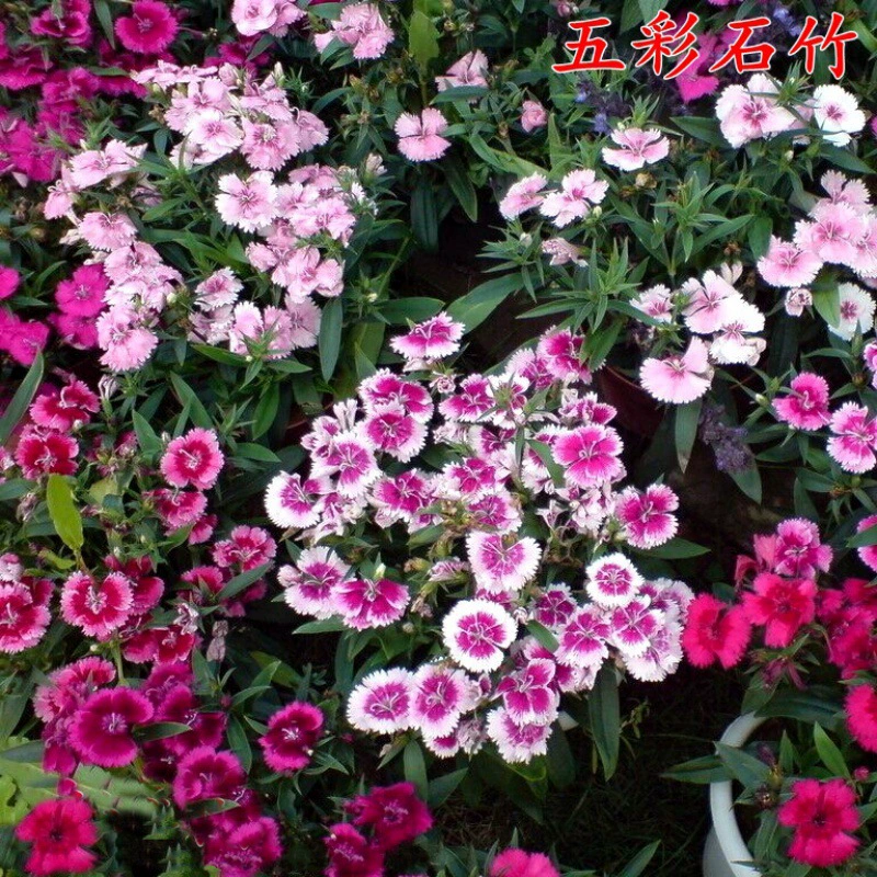 Европейский Dianthus caryophyllus Первый поцелуй Семена цветов Разноцветные семена цветов Caryophyllus Американский Caryophyllus Летние семена Caryophyllus