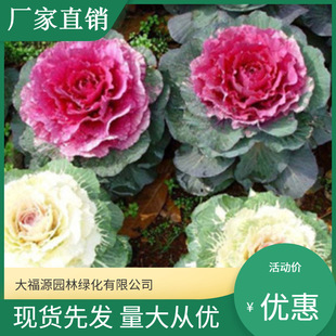 [Base Wholesale] Municipal Road Greening Seedlings, Kale Potted Seedlings, Park Scenic Greening Seedlings