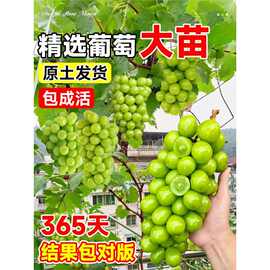 阳光玫瑰果树果苗葡萄树苗盆栽晴王四季种植巨峰无籽提子藤苗老桩