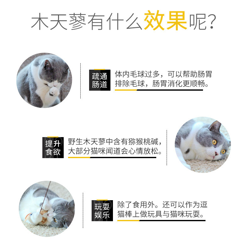 猫の歯磨きの棒猫のミントの木の天のタデの歯をかじって猫の棒をからかいます。|undefined