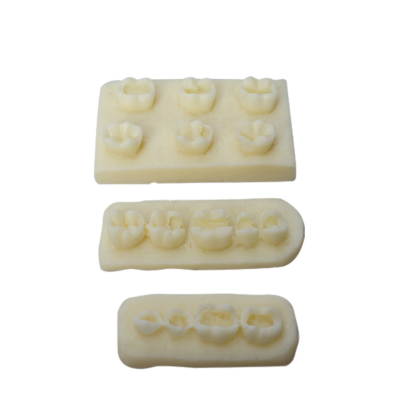 Ejercicios de rellenos de canales radiculares de dientes Inserción de resina Modelo de ejercicio de examen Ejercicios dentales Bloques de resina