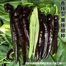 NļѷNͥԺ̨߮a⽷N߲˷NѴȫ