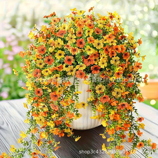 ����ֲ�����_�m�ٗl���Gֲ����͏d�҃ȵ��m�bڒ���滨����