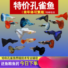 ��ȸ�~С�~�Ꭷ�~ȫ�N�������B�^�p�~С�͵�ˮ���R�~����~����