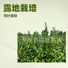 ���ֺ������G�~�G�hˮϞ�� ���~ˮϞ ���~ˮϞС�� ˮϞ��a��