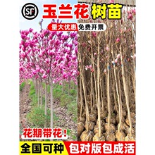 一件代发玉兰花树苗带花苞紫白黄玉兰室外庭院地栽四季耐寒花卉盆