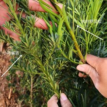 _hԘ~ͨȸ_hС׾ͥԺG̨