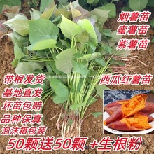 ����Nֲ��t������������������~��������ퟟ�����������t��