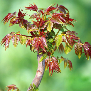 Toona Sinensis Saplings Potted Ground Planting in the South and North Indoor and Outdoor Planting in All Seasons Edible Red Oil Fragrant Spring Tree Vines