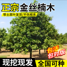 ��z�ľ��������С�~�E�ľ��������ͥԺ�L�����F����ϱ����Nֲ