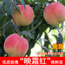 ӳ˪�t�Ҙ����޽��Ҙ���ˮ���Ҙ��S�Ҙ䮔��Y���ϱ����Nֲ����