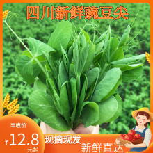 四川特产 新鲜蔬菜豌豆尖 豌豆苗 3斤装包邮 煮汤下火锅 时令蔬菜