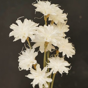 Handmade Epiphyllum Cross-border Direct Supply Dried Flowers Eternal Flowers Home Shop Window Decoration Handmade Flowers Aromatherapy Ornaments