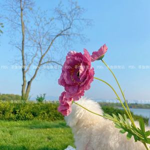 Crisantemo rosa de otoño