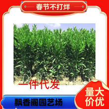 ɰ�ǽۘ��� �޽������� ���ڽ���ɰ�ǽ����� �ĕ�ɰ�ǽ� ����Y��