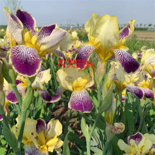 Blue Flower Iris Seedlings, Cold-Resistant Butterfly Orchid Seedlings, Courtyard House Potted Flower Plants, Lupine Engineering Greening Seedlings