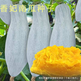 香妃南瓜种子金丝栗丑瓜种籽新疆板栗蜜本南瓜籽春季蔬菜种孑菜种