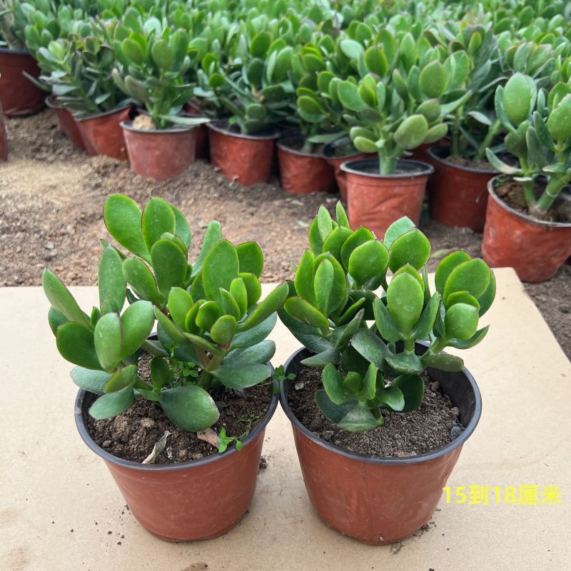 녹색잎옥나무 2년생 모종 2인분