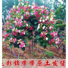 \ͥԺNֲt\҃ԴͥԺGľ