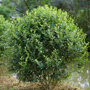 One Piece of Gold Leaf Golden Crown Ligustrum Ball Sapling House Courtyard Community Greening Hedge Shape Sapling Cold-Resistant Four