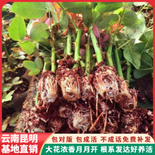 �¼������Nޱ�����ļ�����Ǥ��С��õ���ٱ��¼�ͥԺ�����؝����l