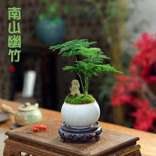 Dwarf Asparagus Potted Rockery Bonsai Chinese Creative Plant Office Study Tea Desktop Shade-Tolerant Easy-To-Grow Green Plant