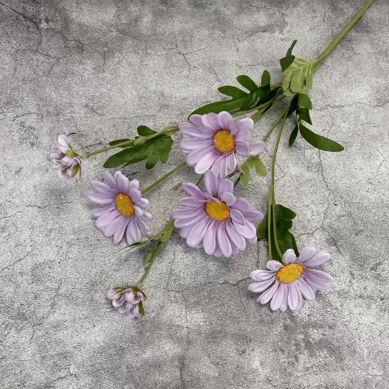 6송이 데이지 - 보라색