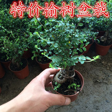 小叶榆树盆景植物家庭客厅室内禅意绿植四季常青创意绿色观叶好养