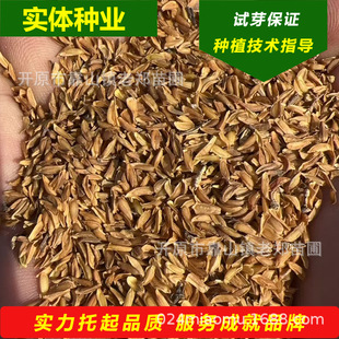 Northeastern Forsythia Seeds 2025 Wholesale Winter Jasmine Yellow Tiger Tree Seeds North China Forsythia Ornamental Green Plant Seeds