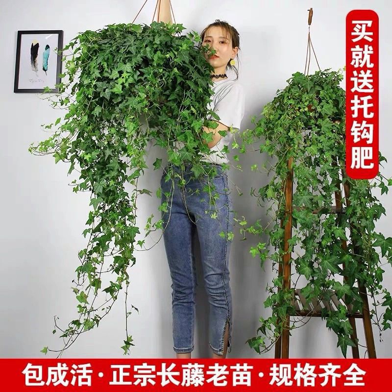 Cold-Resistant Plant Ivy Potted Indoor Hanging Orchid Easy to Maintain Green Plant Purifies the Air Evergreen Ivy All Year Round