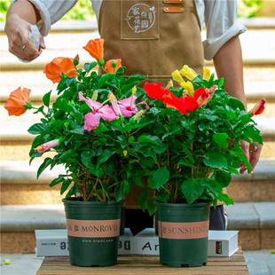 ��ɣ������ͥԺ�̨�ļ��_��ֲ���t������ľ誻����Ϙ��玧����