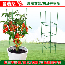 西紅柿番茄架子陽台種植豆角黃瓜爬藤支架支撐桿月季攀爬植物固定