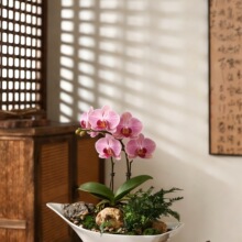 ��ʽ�մɻ����ɫ���s����ˮ��̦�\������m̦�\�F��Gֲ���Ի���