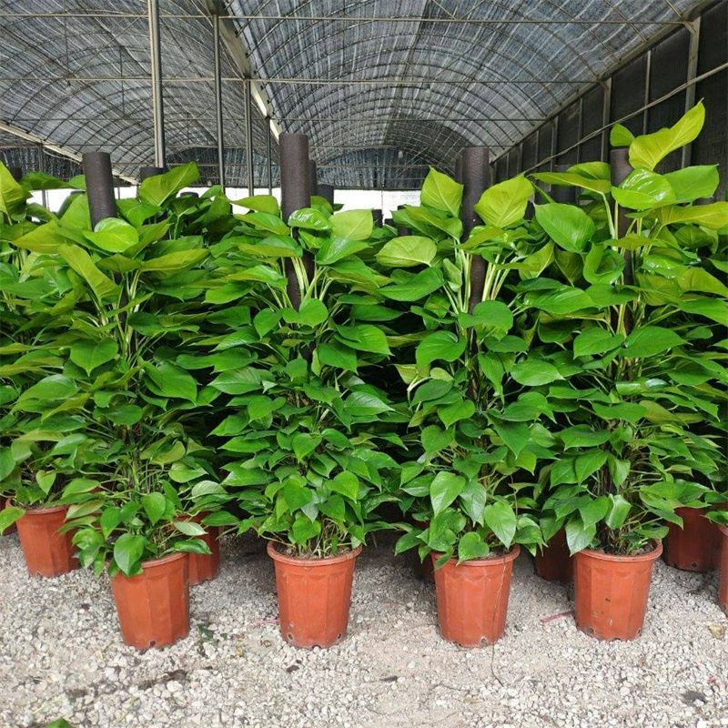 Зеленое растение с крупными листьями для гостиной, поглощение формальдегида в помещении, очистка воздуха в новом доме, большой напольный бонсай.