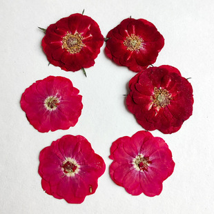 Rose Embossed Dried Flower True Flower Plant Specimen DIY Handmade Bookmark Dropping Glue Embossed Painting Facial Decorative Flower