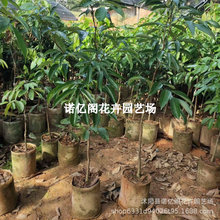 荔枝树苖无核桂味果树盆栽妃子笑嫁接水果树苗糯米糍白糖樱挂绿灵