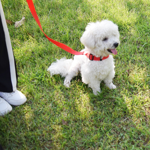 Amazon's new pet leash car safety belt 3-in-1 dog car dual-purpose with rear seat rope