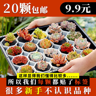 Succulent Plant Novice Package Includes Pots with Soil, Free Shipping, Large Plants That Are Easy to Grow and Live, Indoor and Outdoor Office Balcony Set