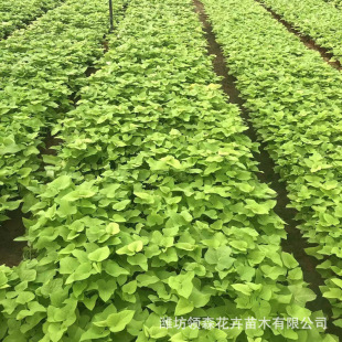 Qingzhou Wholesale Golden Leaf Sweet Potato, Golden Potato, Base Ready-Made Seasonal Flower Cup Seedlings, Perennial Flower Golden Potato