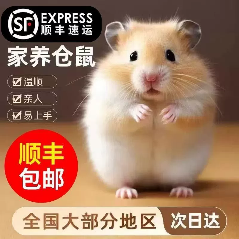 SF Express, бесплатная доставка, доставка хомяка, фиолетовый склад, трехлинейный пудинг из серебряной лисы, чай с молоком, золотой тигр, рисовая лапша, длинноволосые вьющиеся волосы