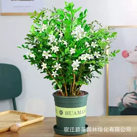 盆栽;灌木;乔木