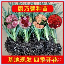 ذ꿵ܰļ_ߗUͥԺGֲ׻СĸH