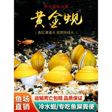 黄金蚬小河蚌溪蚬河蚬活体淡水冷水原生宠物小型水族除藻观赏螺
