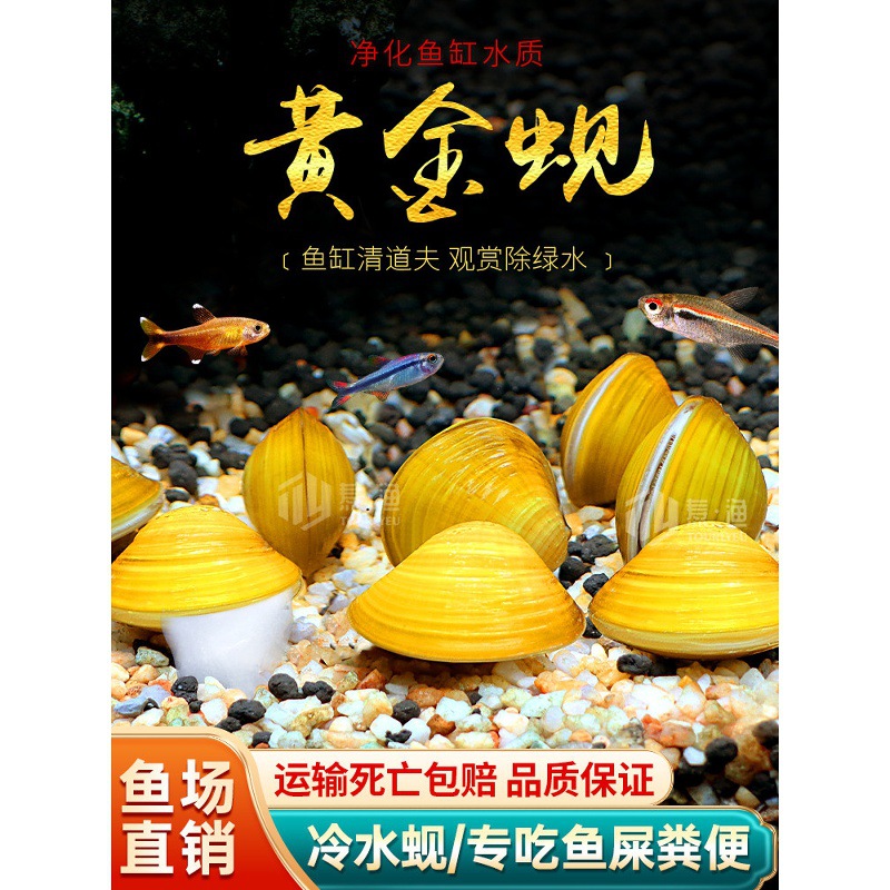 黄金蚬小河蚌溪蚬河蚬活体淡水冷水原生宠物小型水族除藻观赏螺