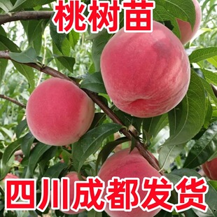 �Ҙ���޽�����������S�Ҙ����Ϸ������Nֲ����Y���������