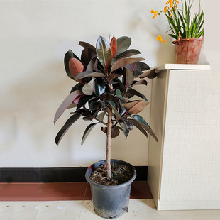 Rubber Tree Potted Living Room Floor-Standing Plant Decoration Balcony Evergreen All Year Round Easy to Grow Black Diamond Bonsai Florals and Green Plants