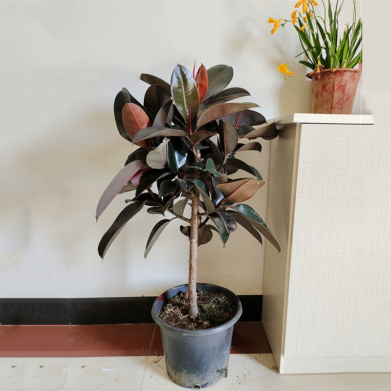 Каучуковое дерево в горшке гостиная пол растение украшение балкон вечнозеленый All Seasons хороший черный Кинг-Конг бонсай цветы зеленые растения